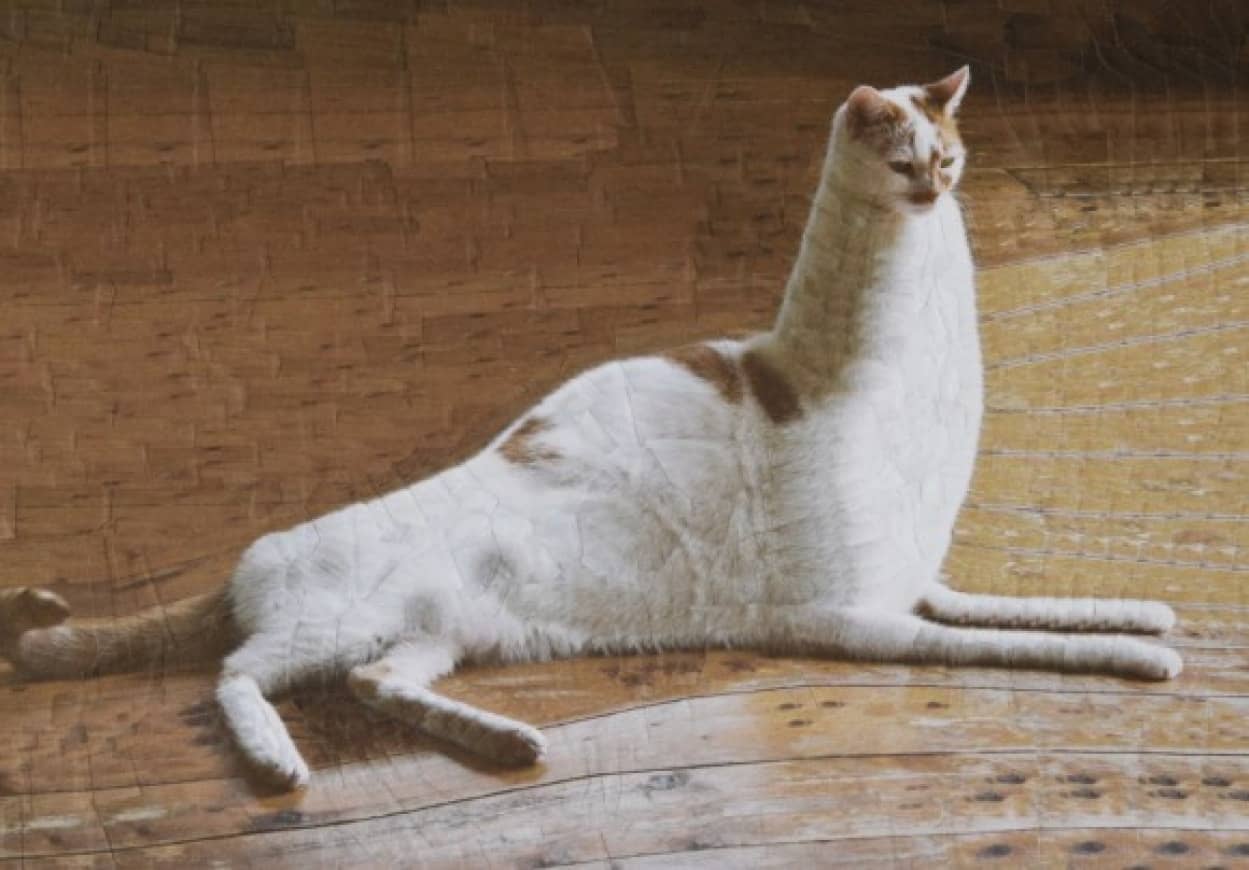 写真で遺伝子組み換え的な 愛猫の写真を切り貼りして新たなるペットを生み出すフォトモンタージュ カラパイア 写真で遺伝子組み換え的な 愛猫の写真を切り貼りして新たなるペットを生み出すフォトモンタージュ カラパイア