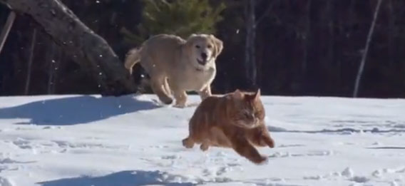Gw癒されタイム 犬と猫が無邪気に遊ぶとびっきりの高画質動画 画像 カラパイア