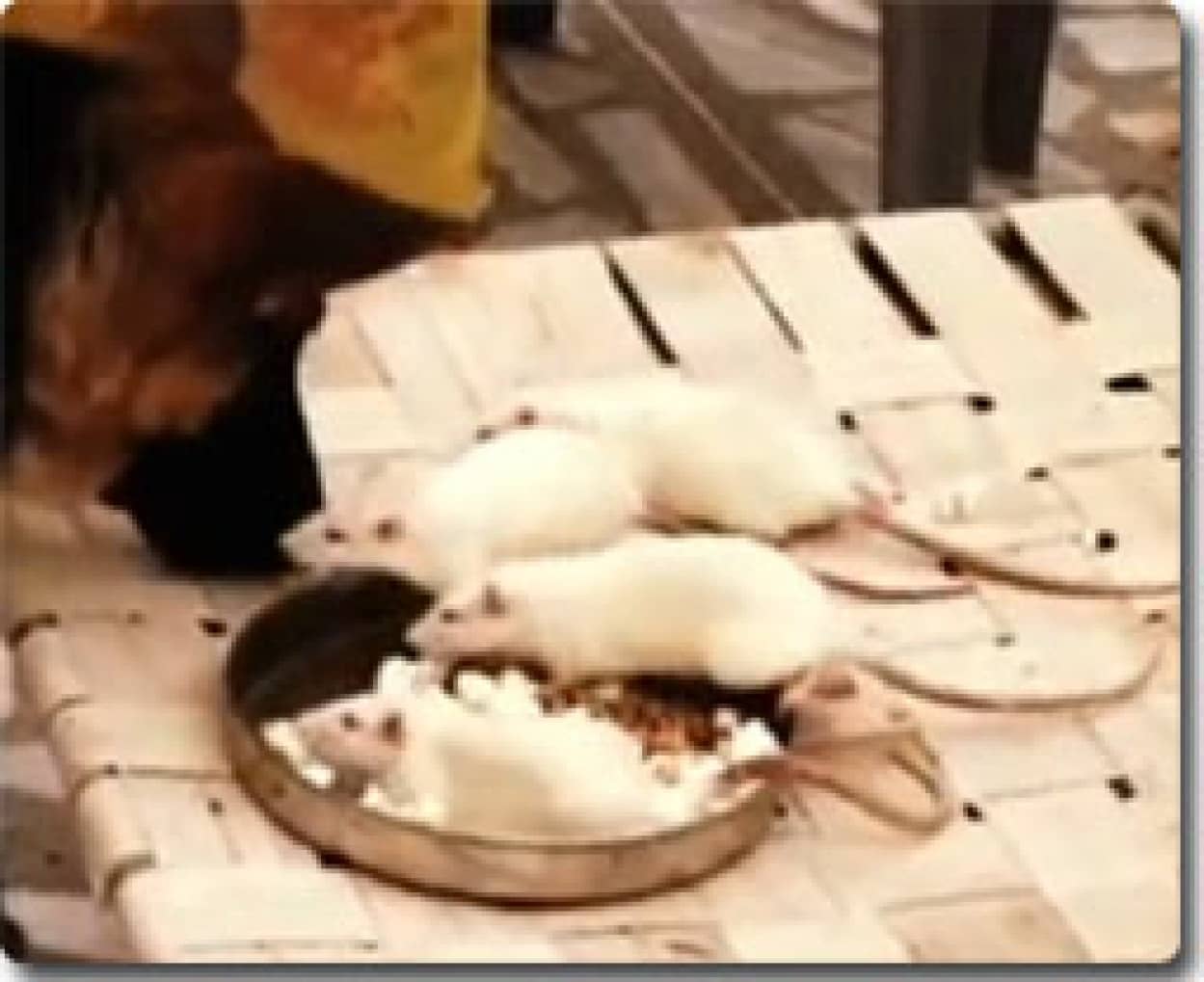 inu