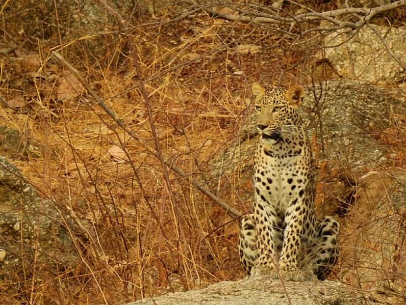 JAWAI_BERA_LEOPARD.6