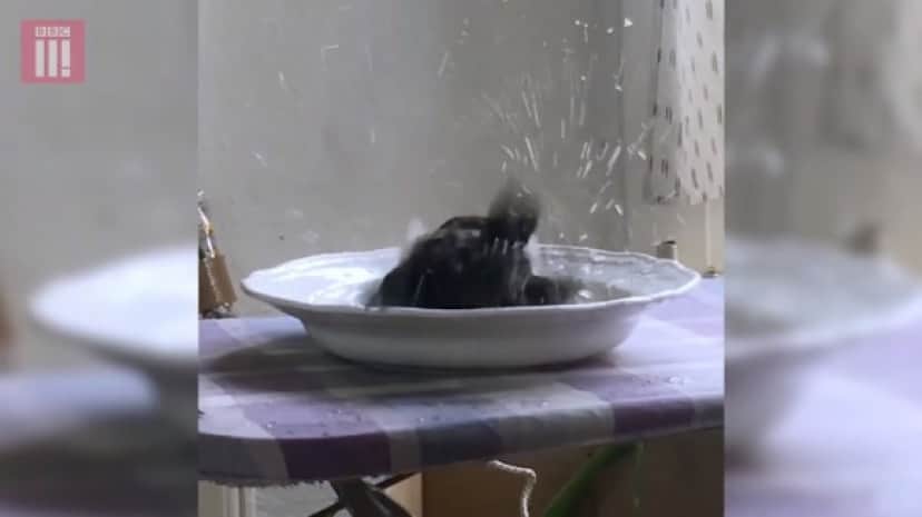bathing_e