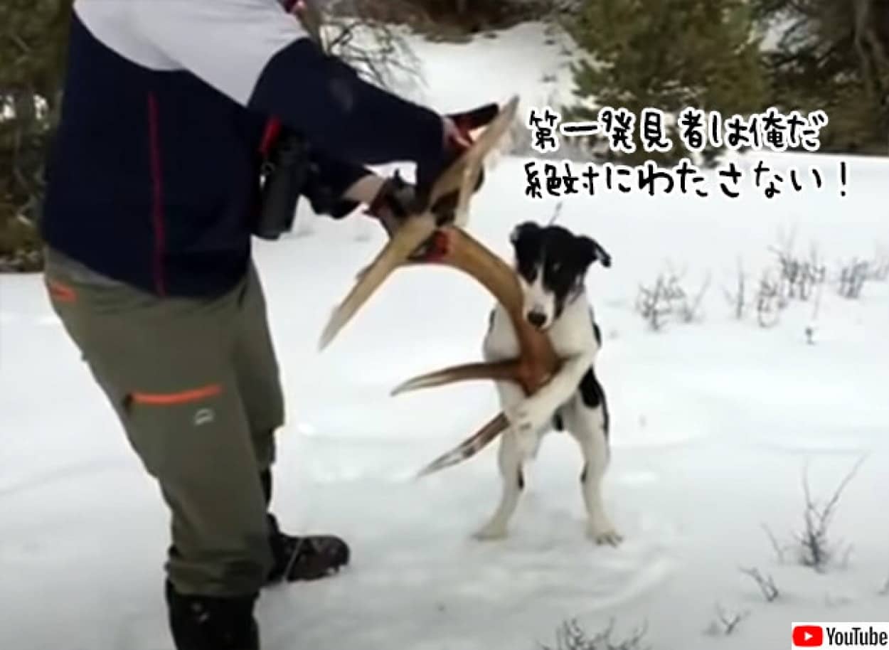 犬の鉄の意思