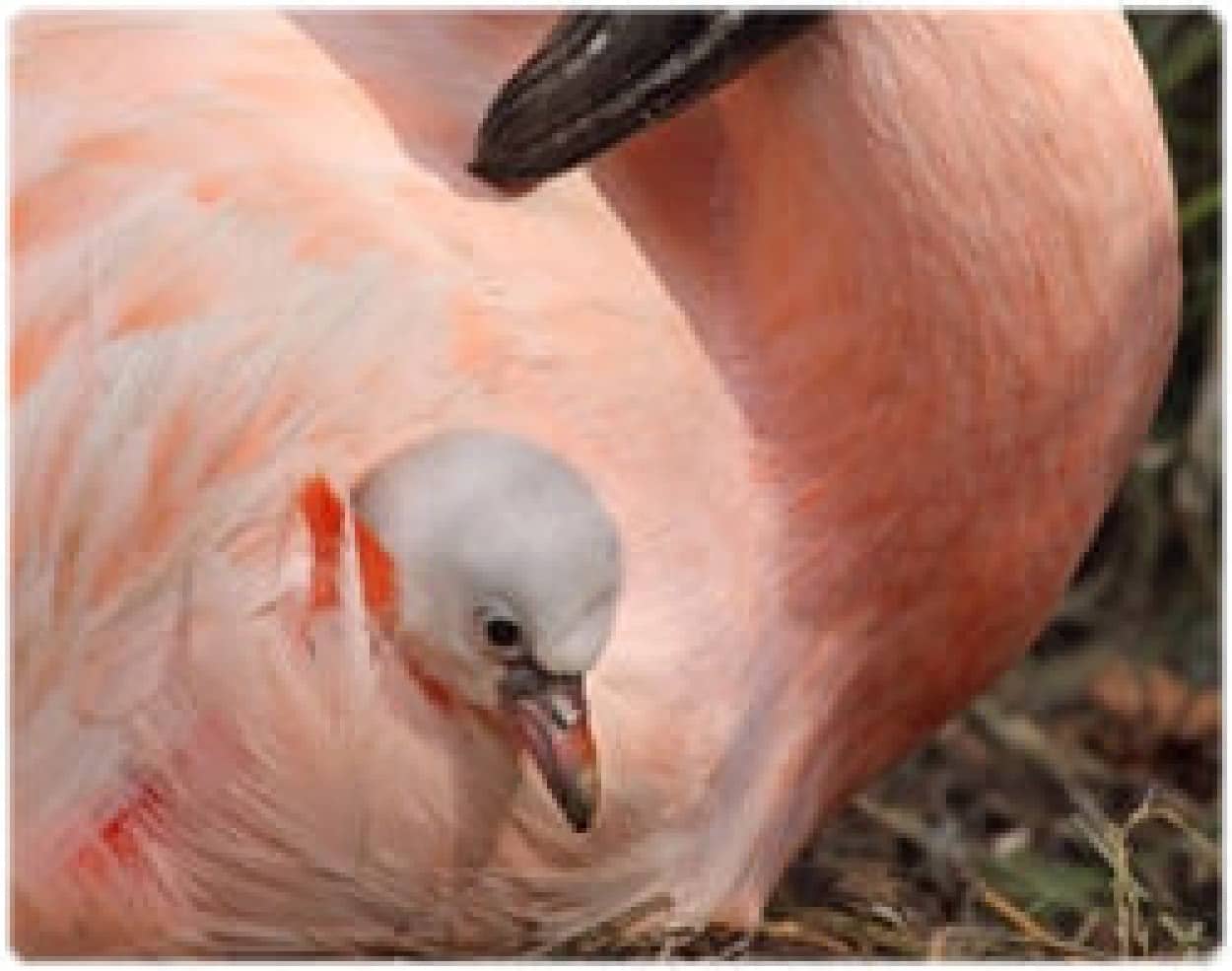 フラミンゴのふわふわ赤ちゃんが生まれたよ 米シアトル カラパイア