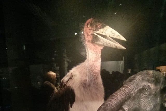 翼を広げると7メートルもある巨鳥から巨大ペンギンまで かつて実在した10種の怪鳥たち エンタメウィーク