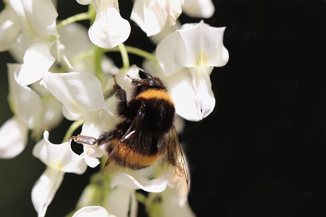 insect-5210320_640