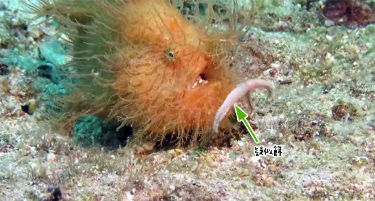 カエルアンコウが魚を捕食する瞬間をとらえたレア映像 カラパイア カエルアンコウが魚を捕食する瞬間をとらえたレア映像 カラパイア