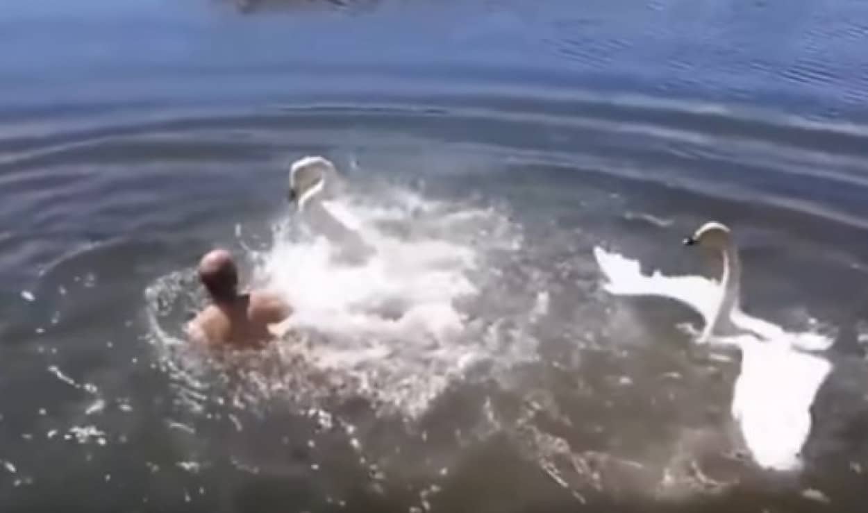 どこ入ってんだよ 湖で泳ごうとしたらハクチョウにこづきまわされる男性のいる風景 カラパイア