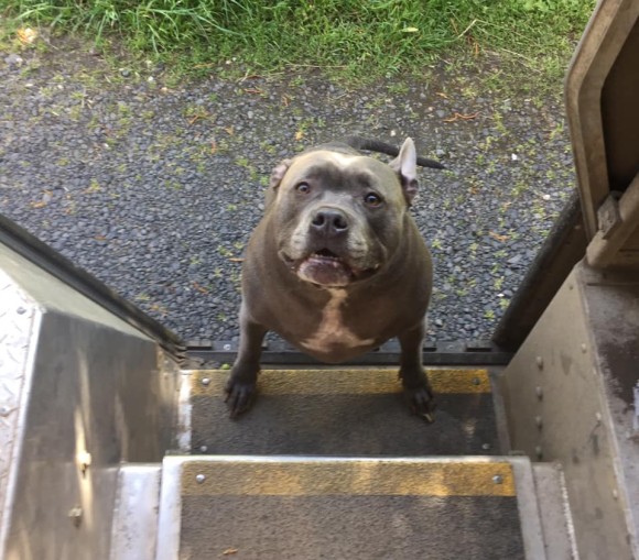 また会えてうれしいよ！配達ルートで出迎えてくれる犬たちを運送ドライバーがシェア（アメリカ）