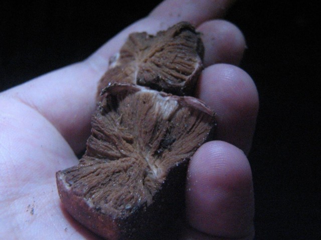 Hysterangium bonobo