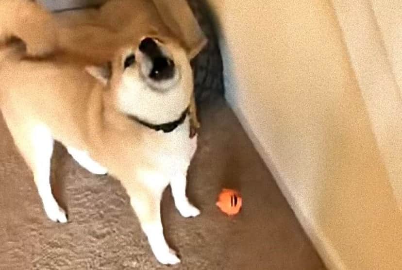 shiba3_e