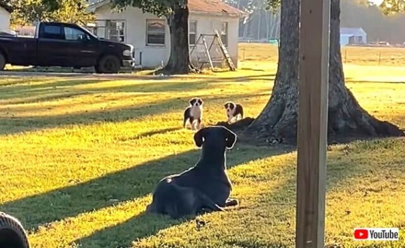 一緒に遊びたかっただけなのに グレートデン 公園で出会ったわんこズにビックリされちゃってしょんぼりモード カラパイア