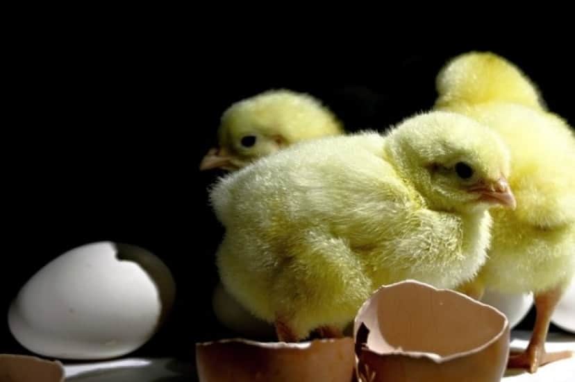 chick-3139543_640_e