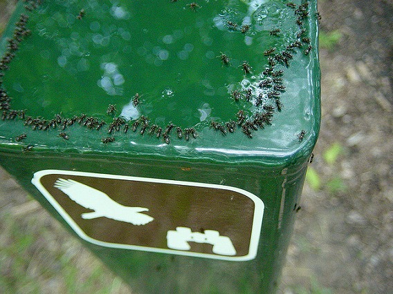 insect drinking drink 11