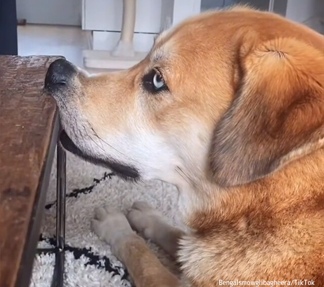 変顔ばかりする犬を心配した飼い主が病院に行くも異常なし 飼い主の気をひきたかっただけだった カラパイア