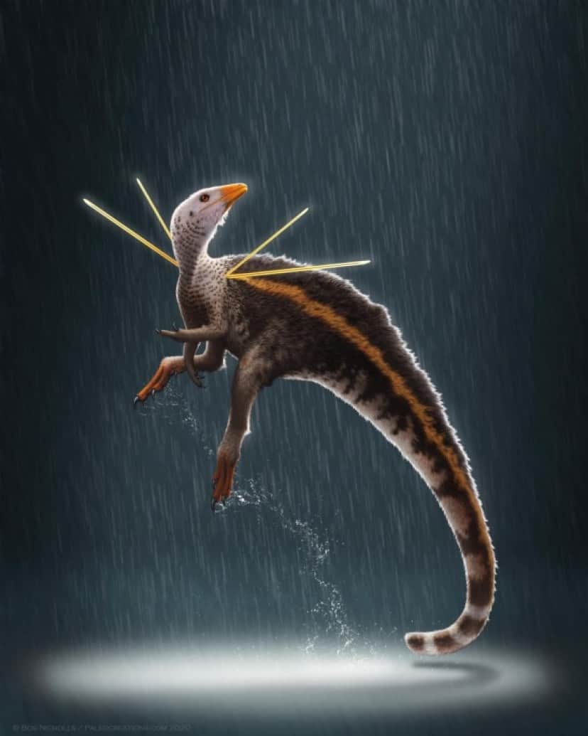 dino_e