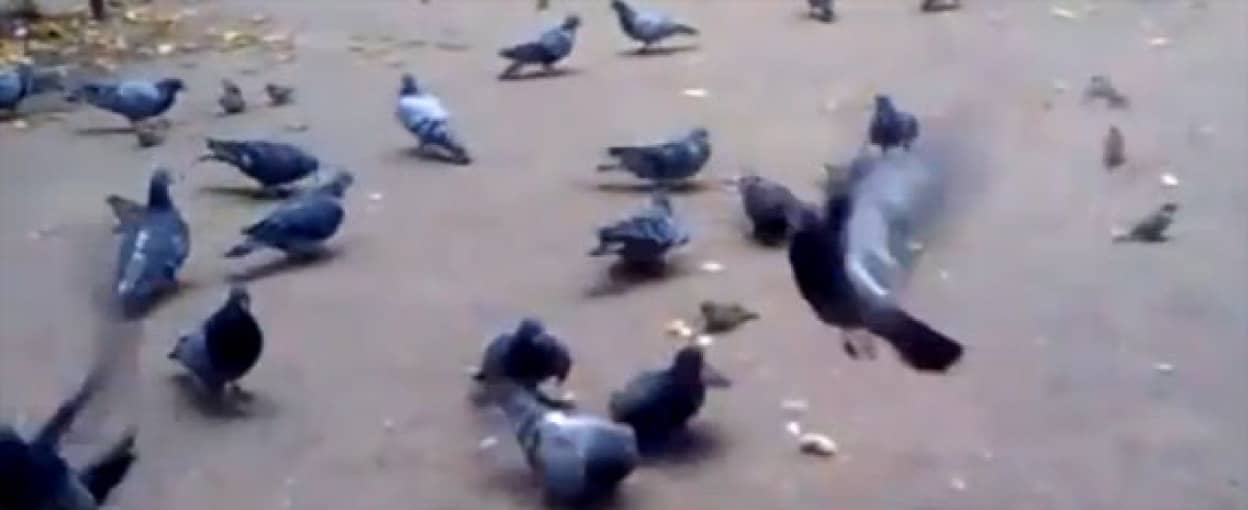 おみゃーらに食わせる餌はねぇ ハトやスズメを蹴散らして走るのがうれしい犬 カラパイア おみゃーらに食わせる餌はねぇ ハトやスズメを蹴散らして走るのがうれしい犬 カラパイア