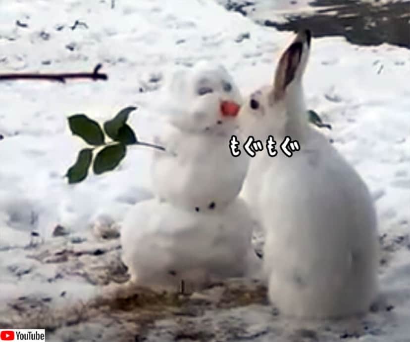 ウサギと雪だるまがキス?いいえ、鼻のニンジンを食べてるだけです