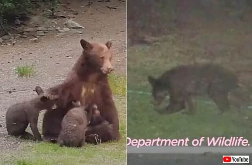 bearcub6_640