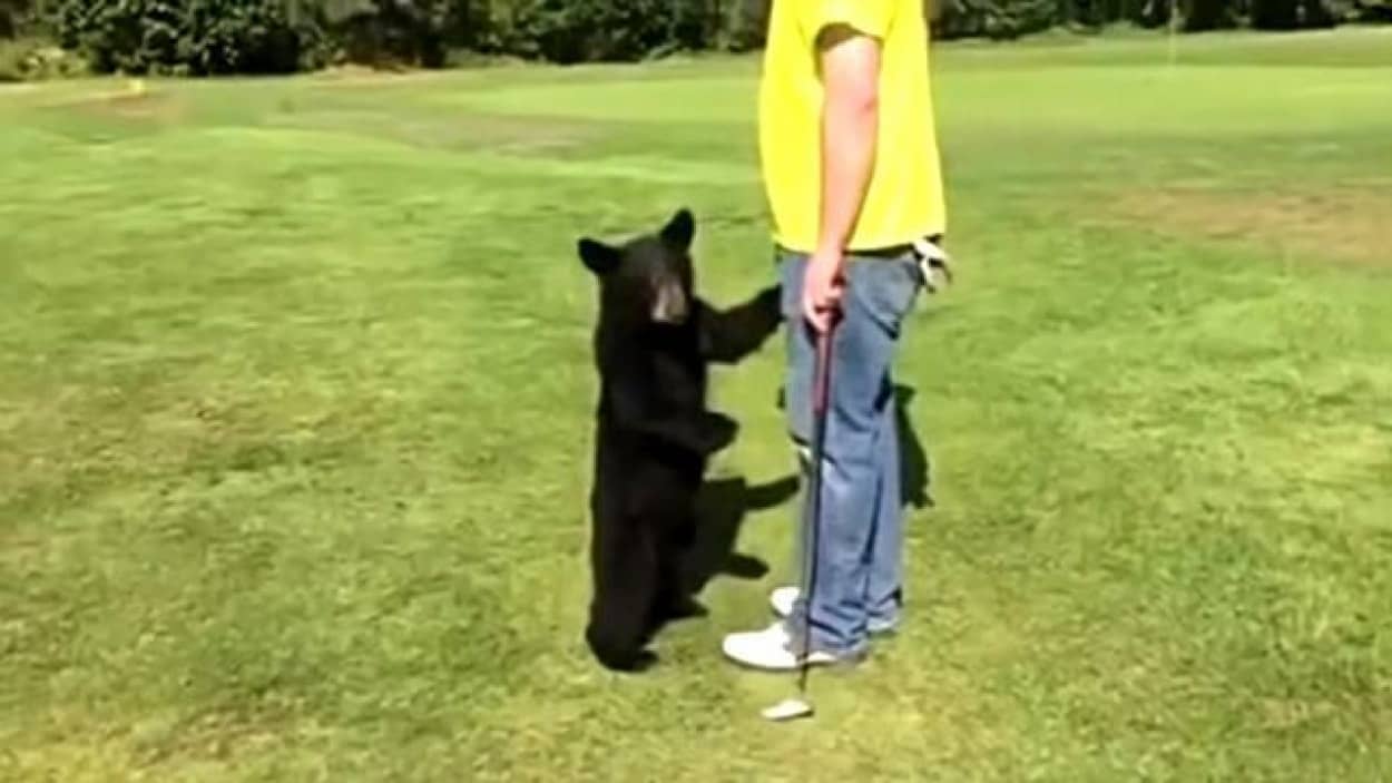 ある日ゴルフ場でクマさんに出会った ゴルファーに真っ直ぐ走り寄ってきた子グマの目的とは カラパイア