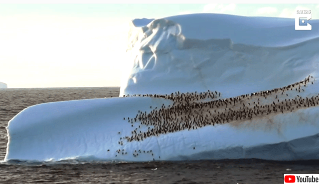氷山にへばりつく数百羽のペンギンの群れ