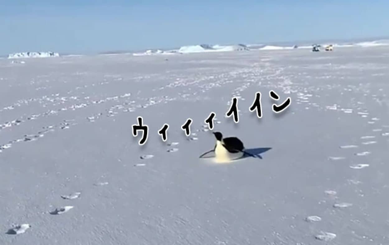 お い ニンゲン お腹すべりで南極探検隊についていこうとする皇帝ペンギン カラパイア お い ニンゲン お腹すべりで南極探検隊についていこうとする皇帝ペンギン カラパイア