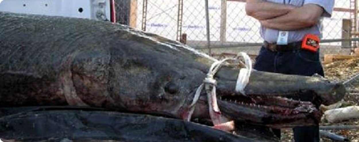 体重150キロ 肉食魚 アリゲーターガー の最大級クラスが釣り上げられる アメリカ カラパイア 体重150キロ 肉食魚 アリゲーターガー の最大級クラスが釣り上げられる アメリカ カラパイア