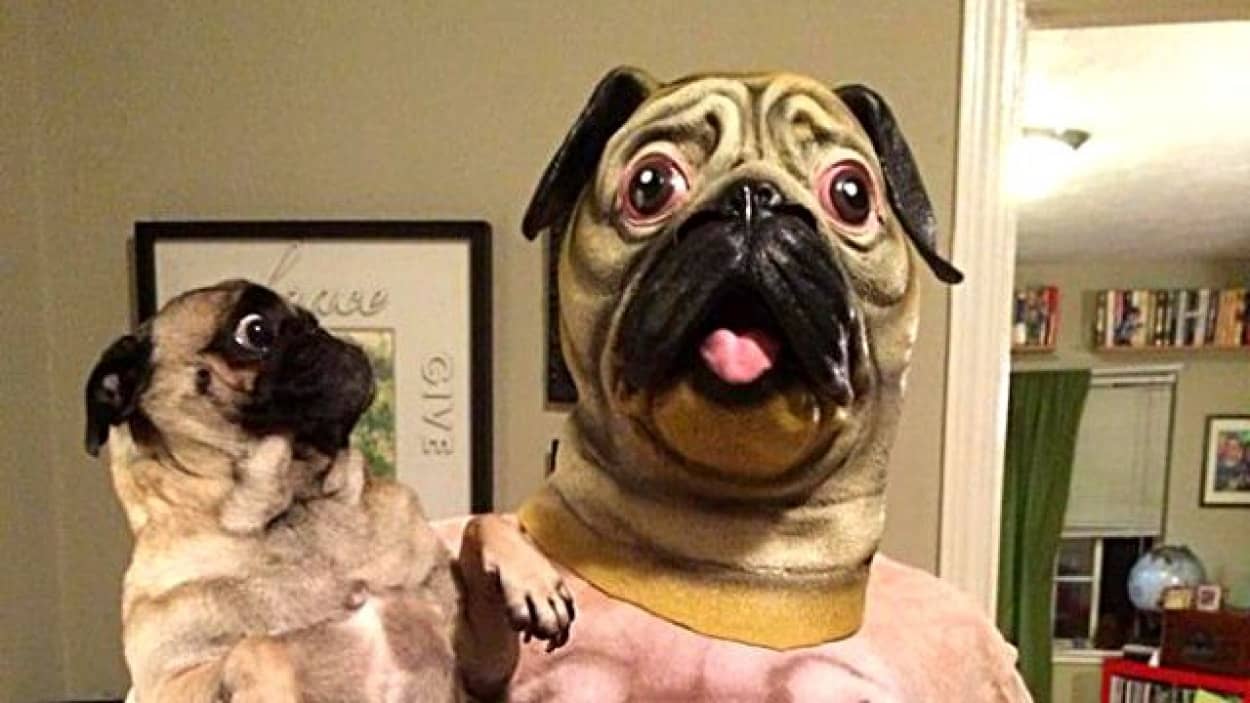 怖いのは理屈じゃないんですってば 苦手な対象に出会ったときの犬たちの反応を激写してみた カラパイア