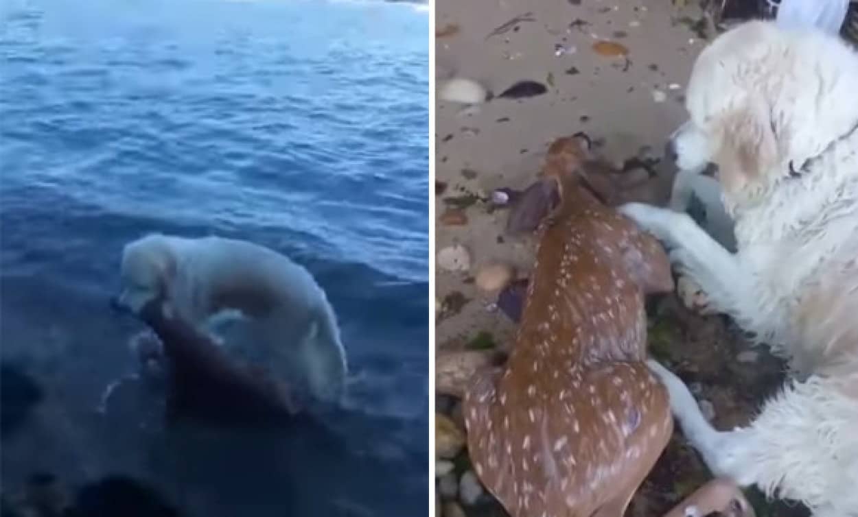 ためらうことなく海に飛び込み溺死寸前の小鹿を救ったゴールデンレトリーバー（カナダ）