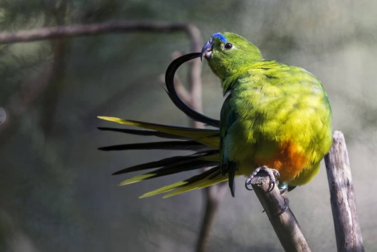 繁殖させ野生に返すことの難しさ。羽の形が変化する鳥