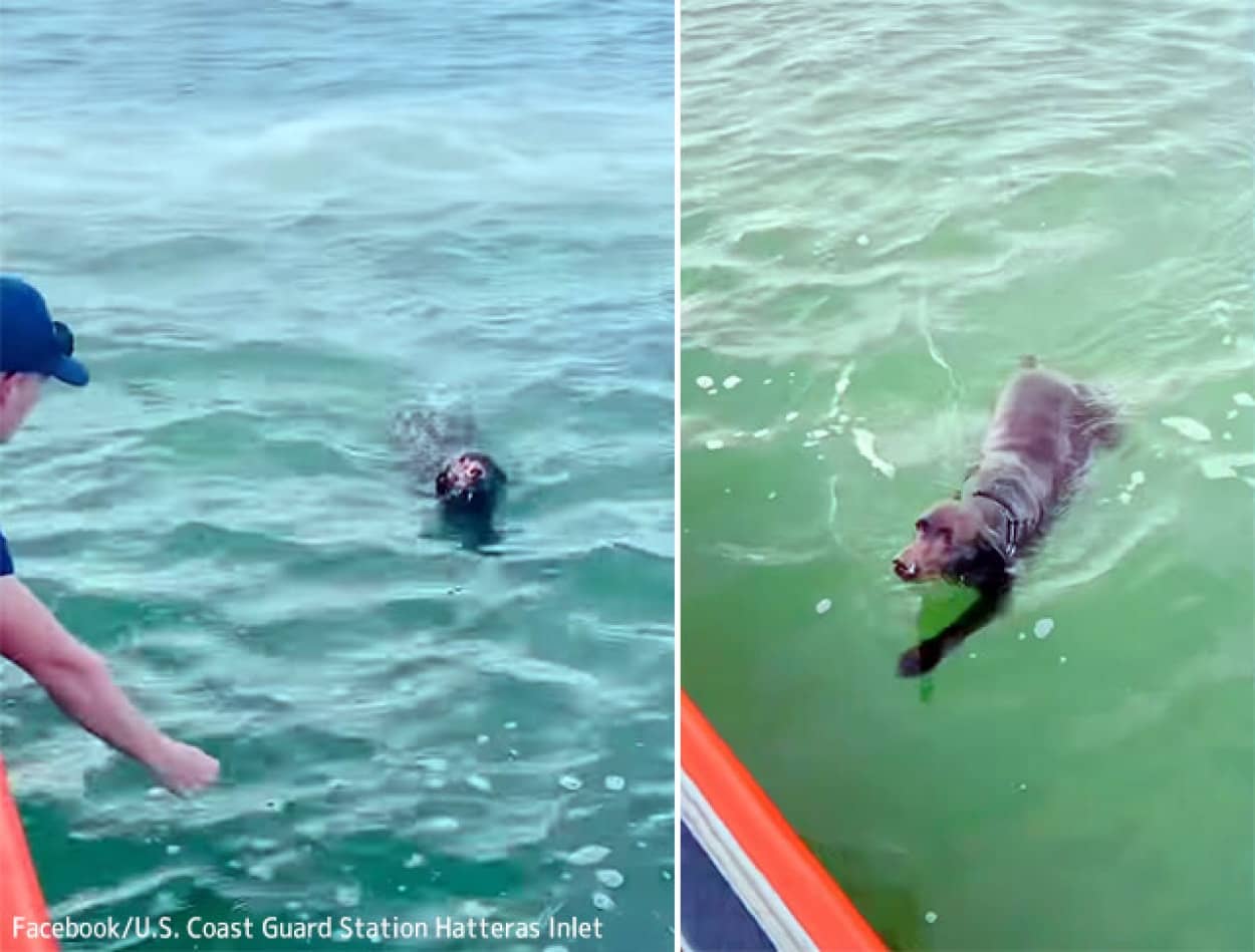 海で犬を救助