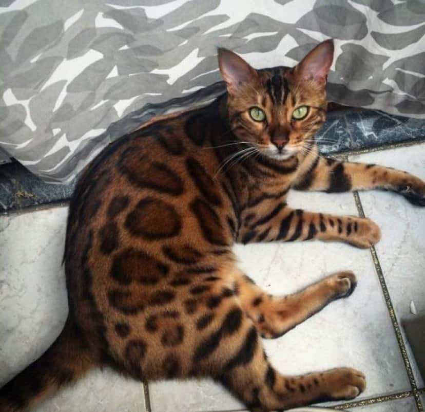 世界一小さな魅惑的世界 猫の瞳 美しい瞳の猫プチ画像集が発見された カラパイア