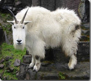 これがヒマラヤの空飛ぶヤギだ カラパイア