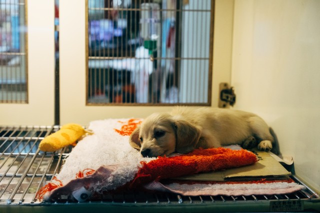 ペットショップで犬・猫・ウサギの販売禁止法案が承認。2024年から施行に（ニューヨーク州）