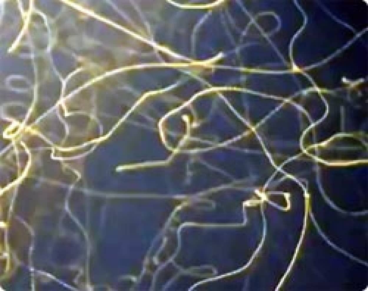 昆虫たちが街灯に集い飛び回る軌道で描いた夏の夜の線香花火 タイムラスプ映像 カラパイア