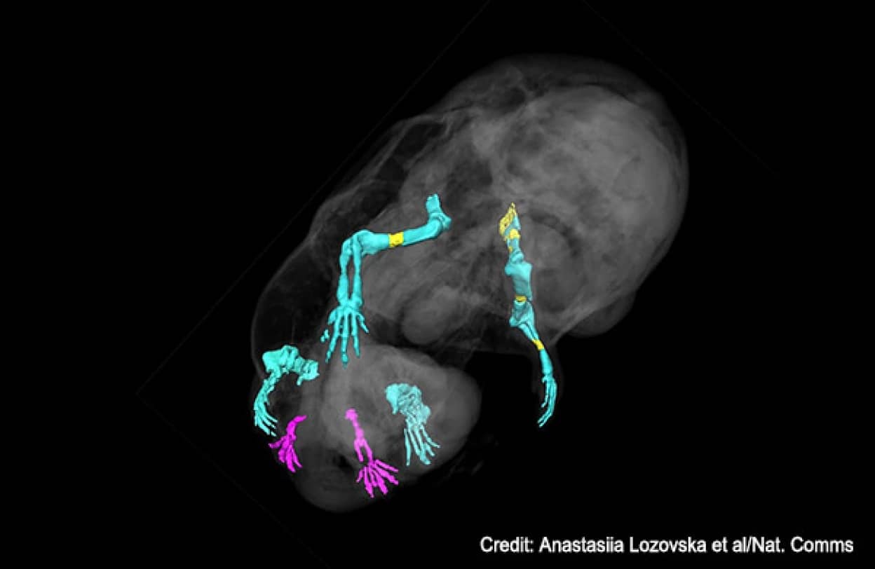 遺伝子操作で生殖器の代わりに足が生えた6本足のマウスが誕生