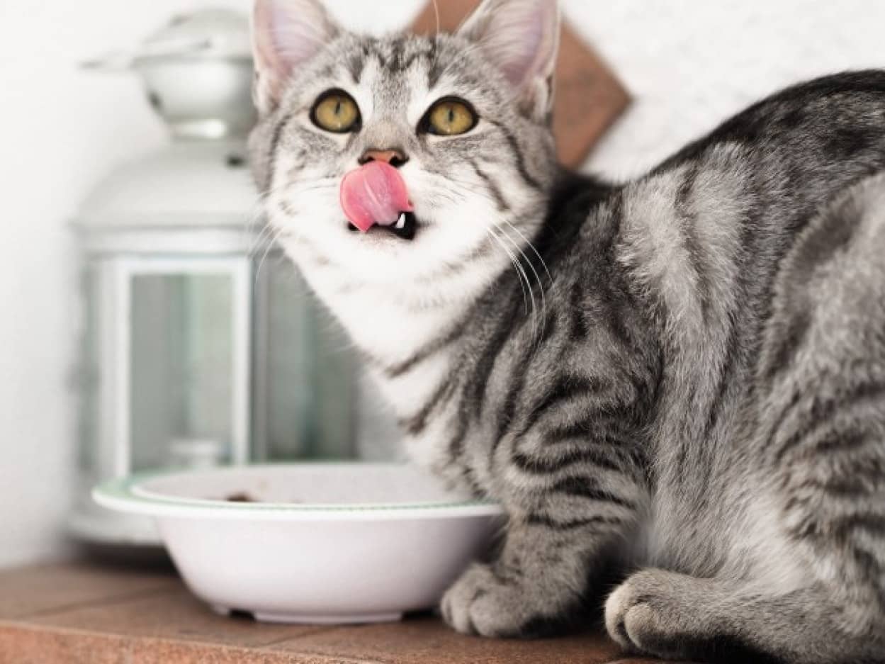猫の食器を人間の台所で洗う夫に不快感を感じる妻