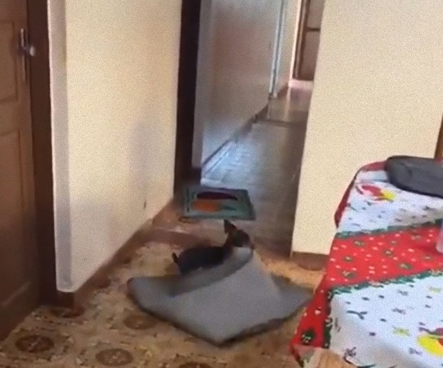 車椅子のおばあさんを気遣う犬の愛情