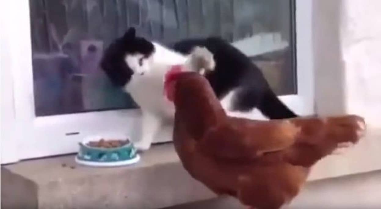 funnychicken3_e