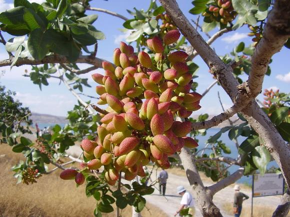 あのフルーツやナッツ類 あらやだびっくり 収穫前はこんな姿だった カラパイア