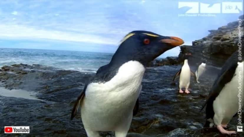 ちょっとそのスピードにはついていけなかったっす イワトビペンギンにロボットカメラが密着取材した結果 カラパイア ちょっとそのスピードにはついていけなかったっす イワトビペンギンにロボットカメラが密着取材した結果 カラパイア
