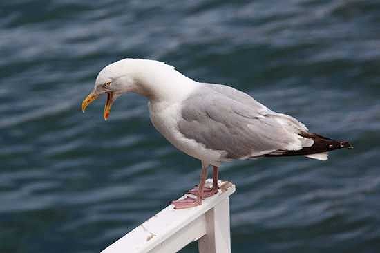 できれば避けて通りたい 世界１０の危険な鳥 カラパイア