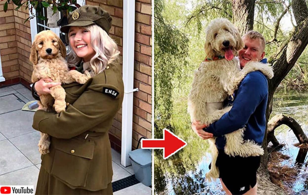 小型犬として飼った犬がいつのまにか大型サイズになっていた件 イギリス カラパイア 小型犬として飼った犬がいつのまにか大型サイズになっていた件 イギリス カラパイア