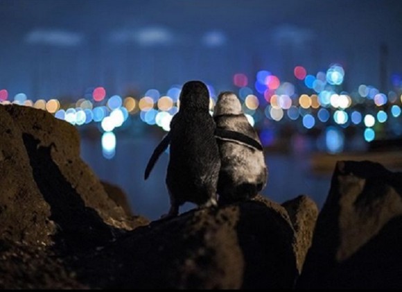 パートナーを失ったペンギン同士が出会い、お互いに身を寄せ合う姿にグッとくる（オーストラリア）
