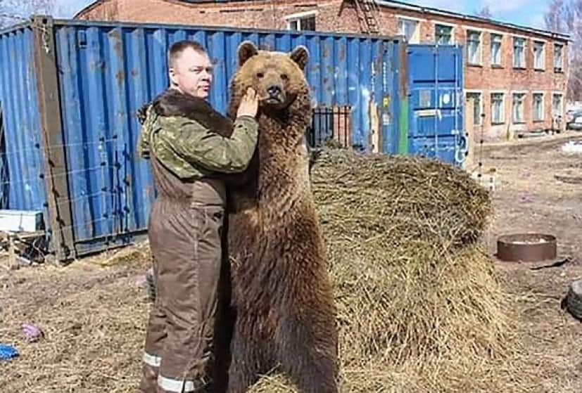 パイロットは2度同じクマを救う 彼らがかつて保護した子グマを永遠に面倒を見ると決意するまでの物語 ロシア カラパイア