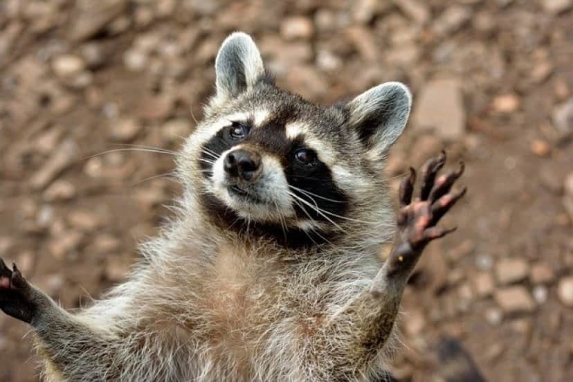 raccoon-g11f6559d1_640
