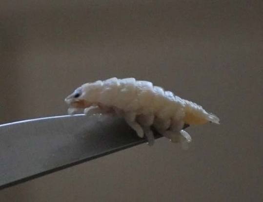cymothoa_exigua_05