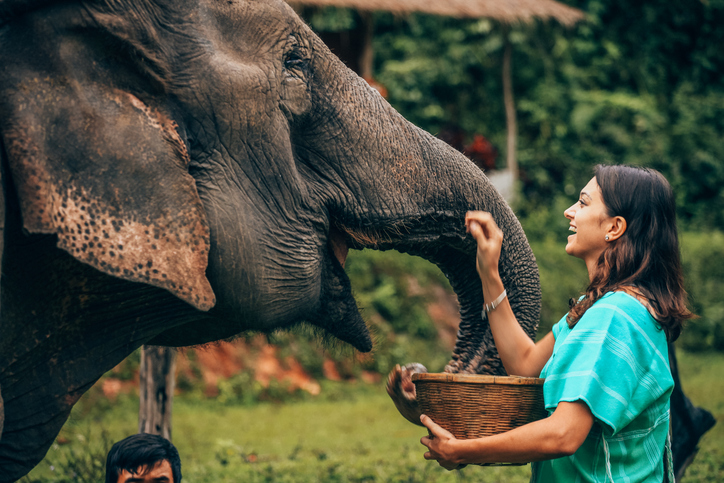 動物園にいる象は人間と一緒に過ごすことを楽しんでいるという研究結果