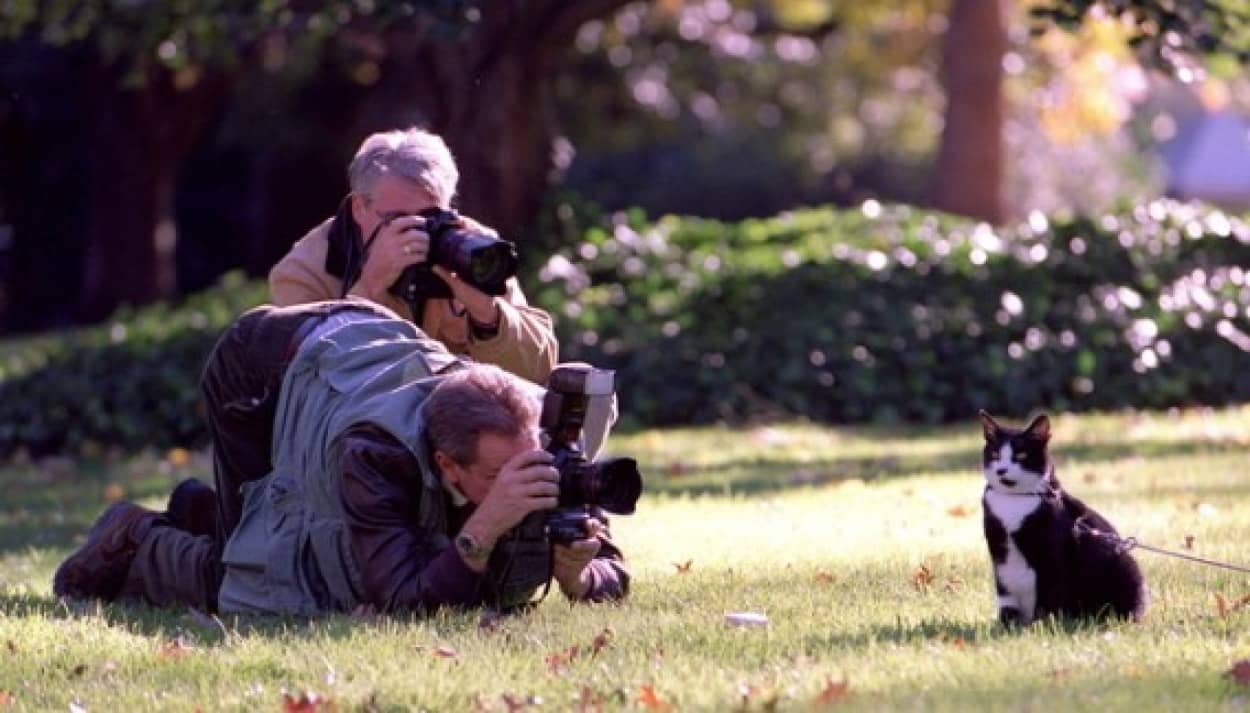 ファーストキャットとなったクリントン元大統領の猫 ソックス 物語 カラパイア