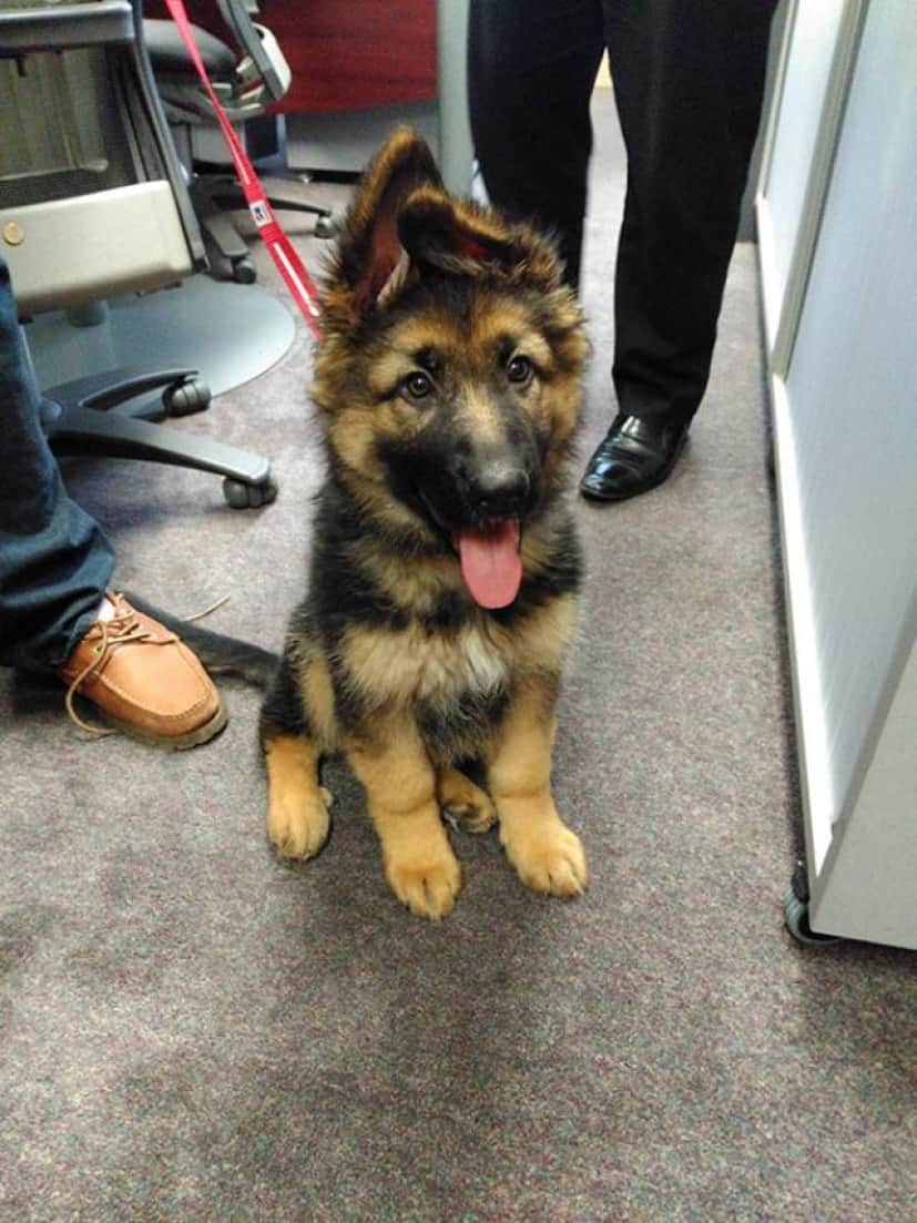 にやにや注意 ちっさくてモフふわ 子犬たちがかわいい画像集 カラパイア にやにや注意 ちっさくてモフふわ 子犬たちがかわいい画像集 カラパイア