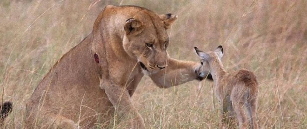 獲物である母親を捕食した後 残されたレイヨウの子どもに母性愛を示し 安全な場所へと運んで行ったライオンのメス ウガンダ カラパイア